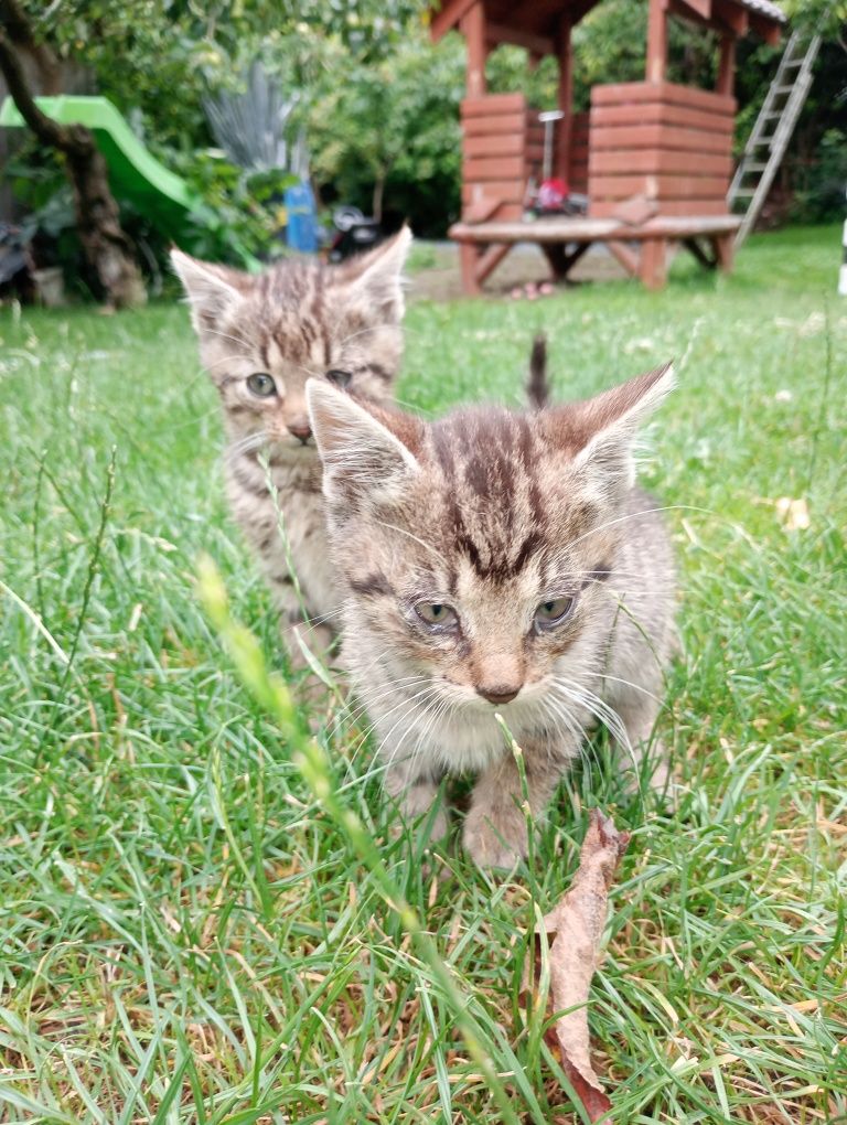 Kotek kot kotki  tygryski szukają domu