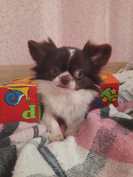 Вязка собак , чихуахуа