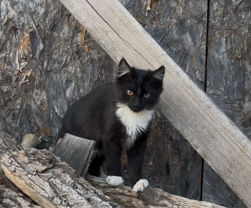 Кошенята, коти, котики