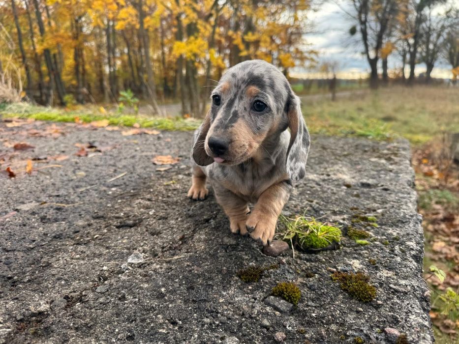 jamnik miniaturowy piesek merlle