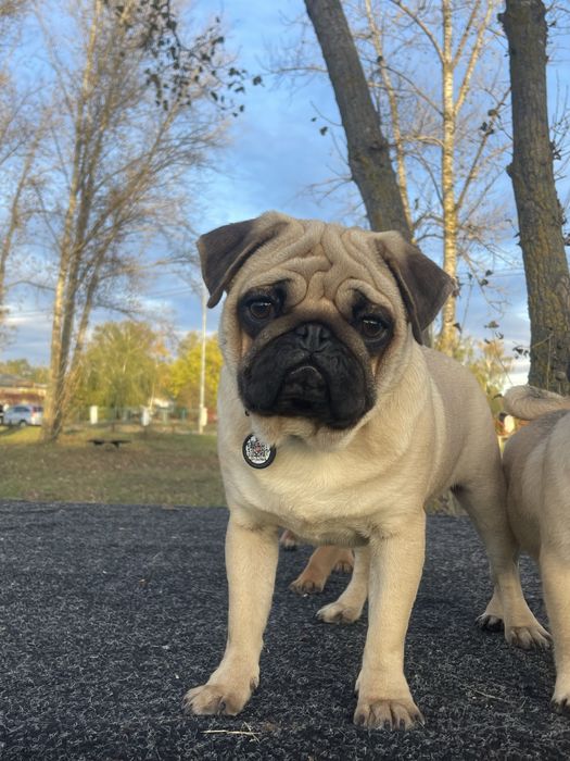 Мопс цуценя хлопчик КСУ, чіпований, привитий ціну знижено