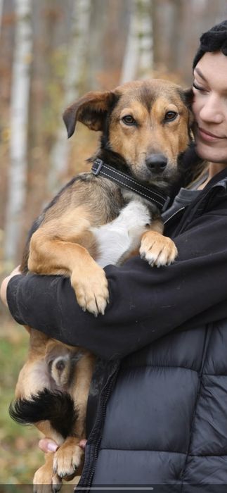 Do adopcji 1.5 roku 10kg niskopodłogowy