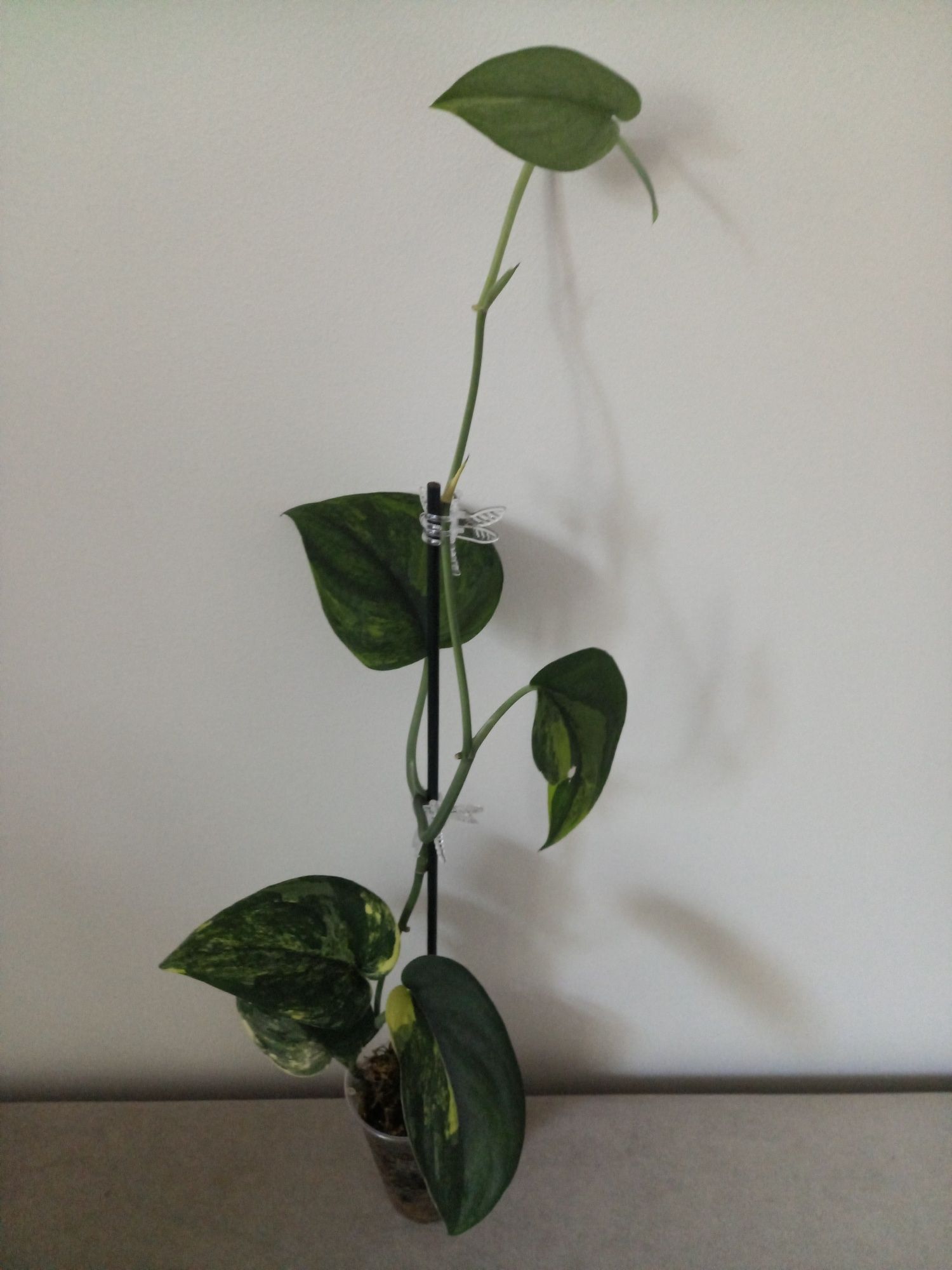 Scindapsus Jade Satin Aurea