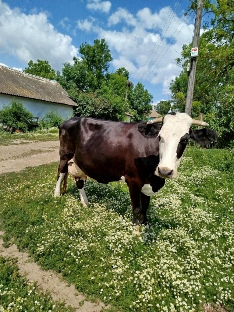 Продається Корова