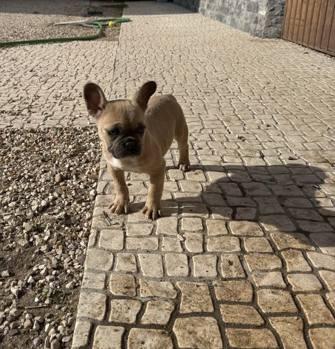 Bulldog Francês Excelente Exemplar