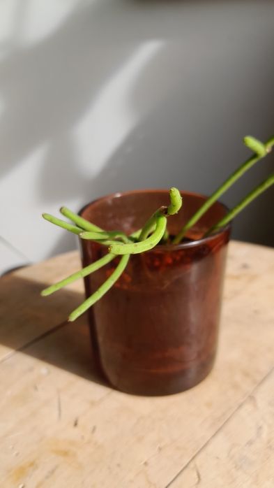 Rhipsalis Grandiflora