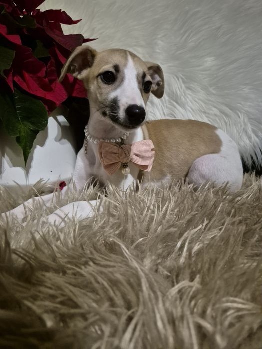 Chart Angielski Whippet FCI Suczka płowo-biała