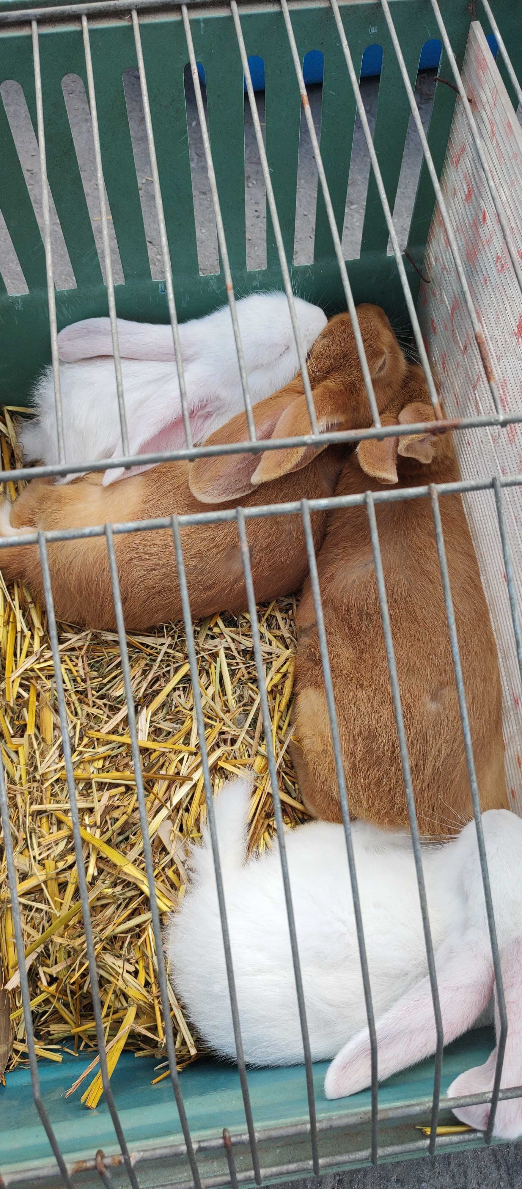 Króliki młode burgund, po srokaczu mieszańce