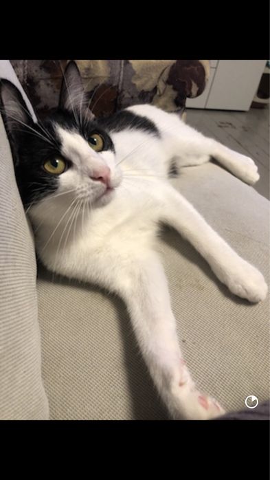 Кошечка в добрые руки СРОЧНО