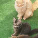 Kocurek Maine Coon