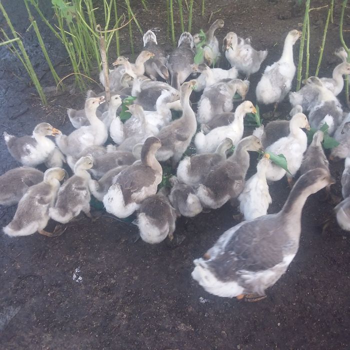 Продам домашних подрощенных гусят