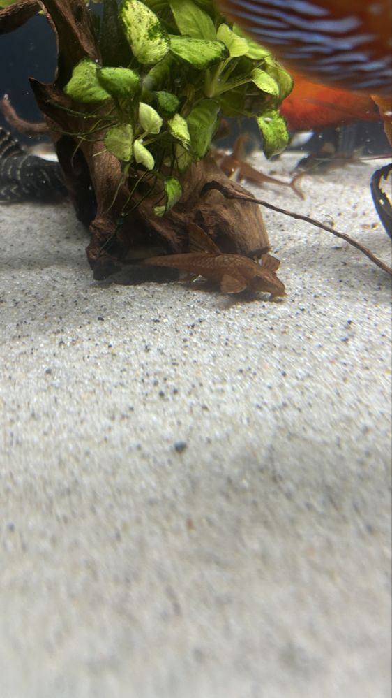 Loricaria red 11cm glonojady