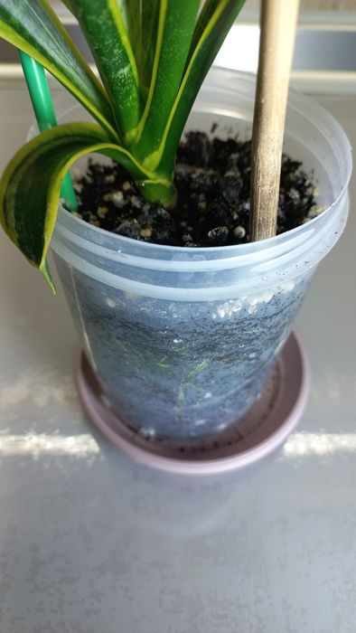 Сансевиерии, детки.