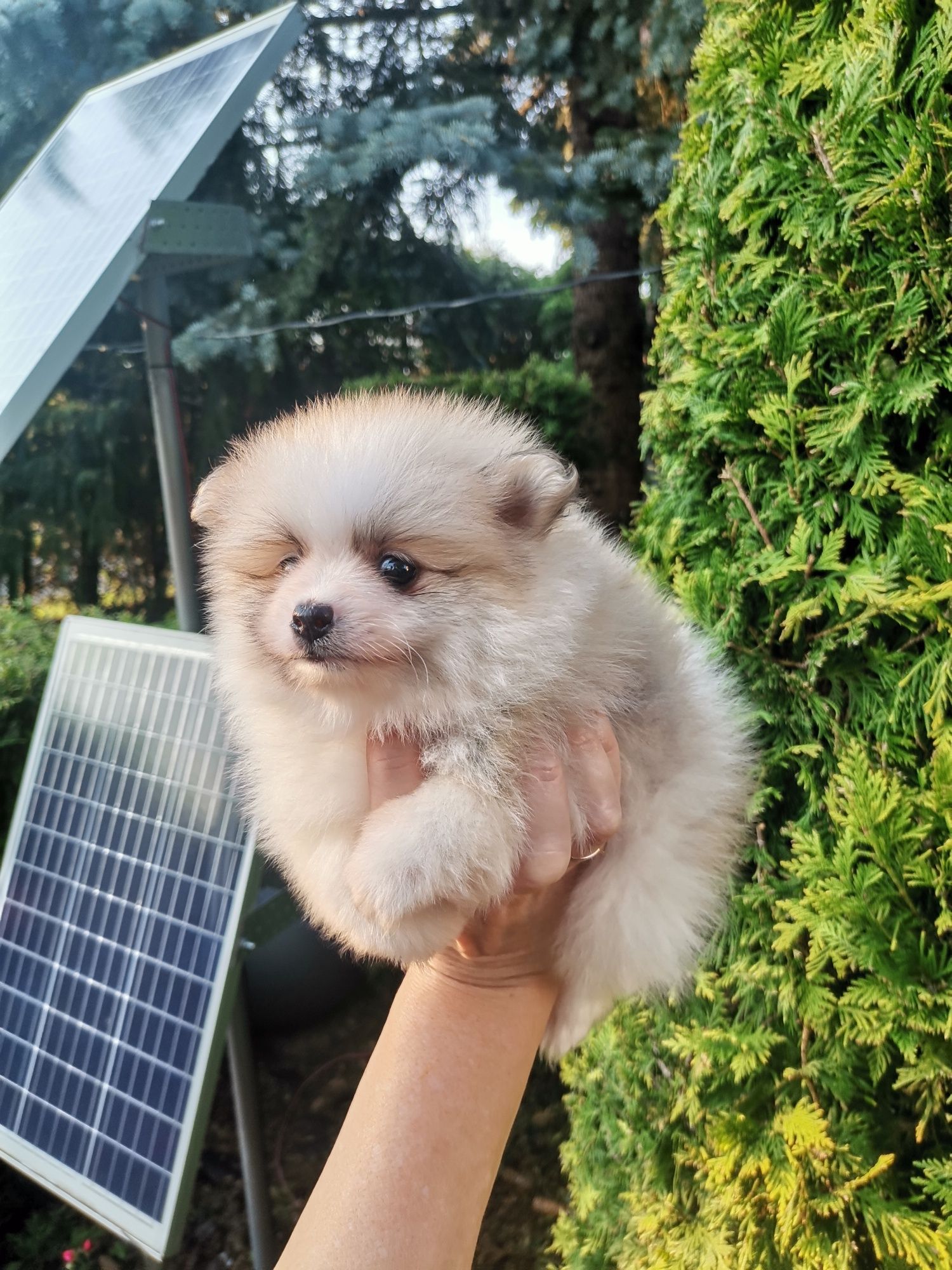 Szpic miniaturowy Pomeranian  suczka mini z rodowodem