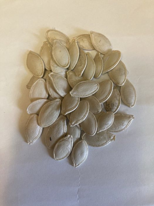 Продам семечки тыква гарбуз