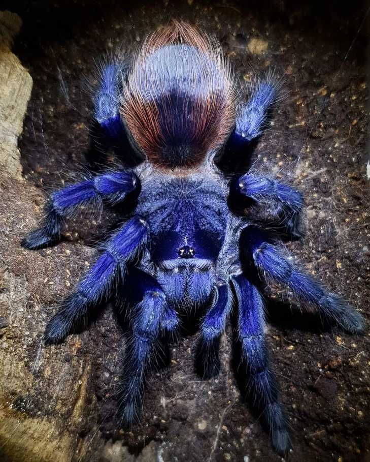 Яркий паук птицеед синего окраса Pterinopelma sazimai самцы L7+