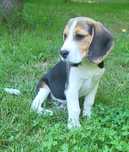 Beagle piesek sprzedam