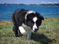 Border Collie ZKwP FCI piesek czarno - biały