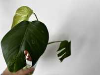 Monstera Albo variegata
