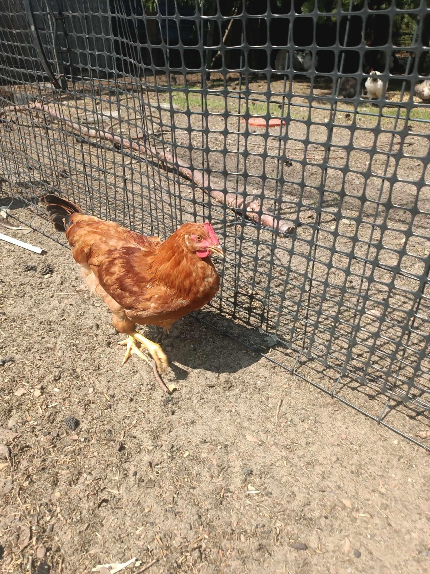 Koguty zdrowe rasy Rossa, leghorn i inne