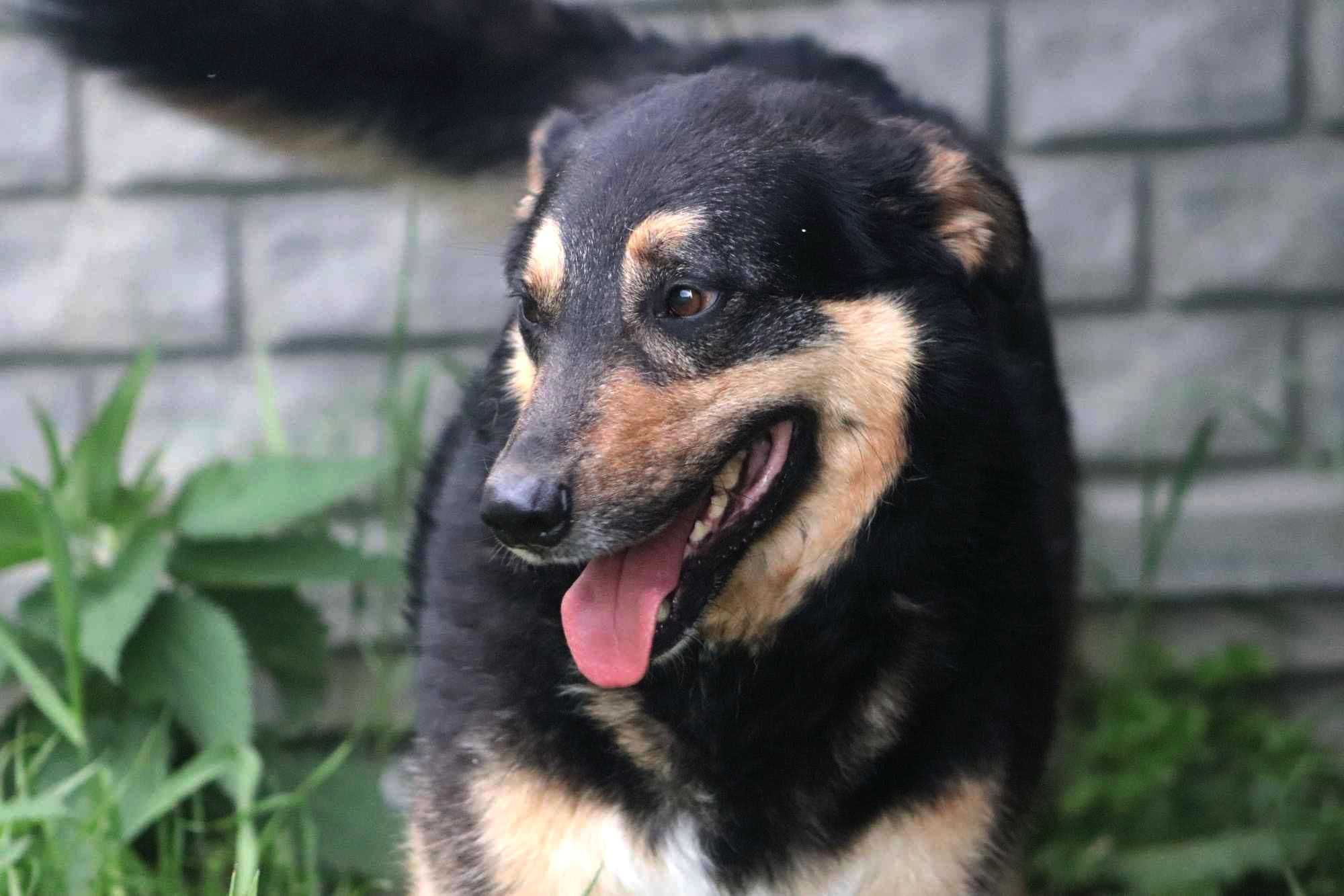 MIŚKO spójrz, pokochaj, adoptuj