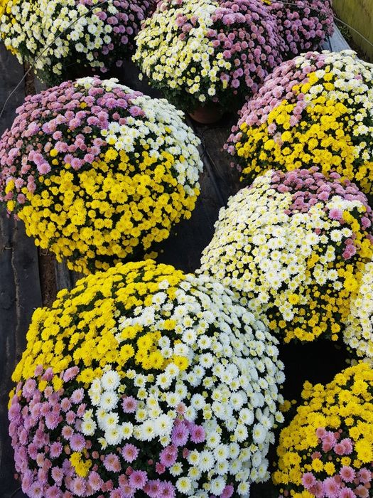 Chryzantemy drobno- i wielkokwiatowe sprzedaż hurtowa i detaliczna