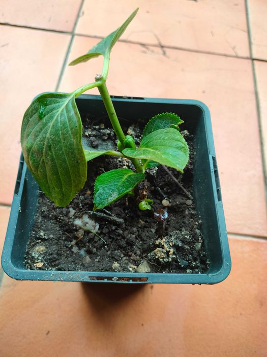 Arvores de fruto, plantas variadas