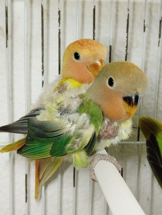 Agapórnis Roseicollis