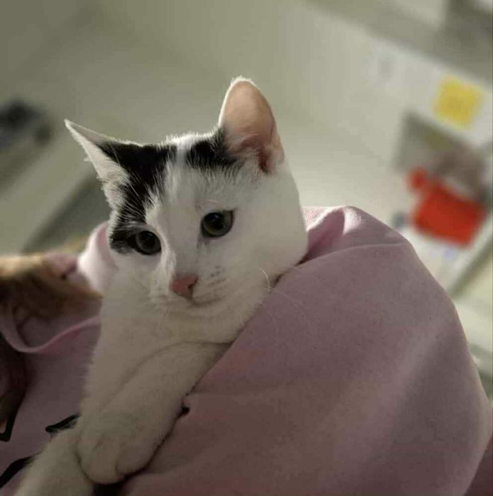 Kotek Olaf czeka na dom