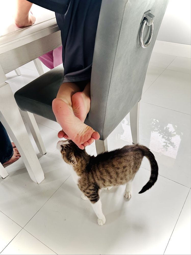 Kot do noszenia na rękach i kochania