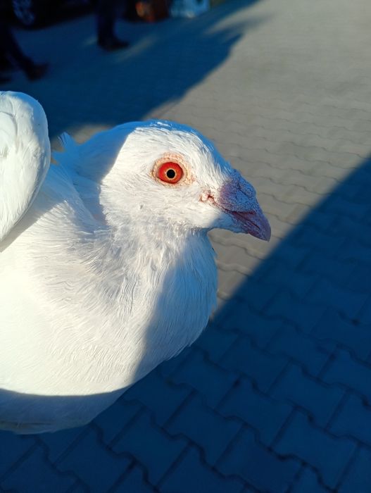 Białe pocztowe na grubym dziobie