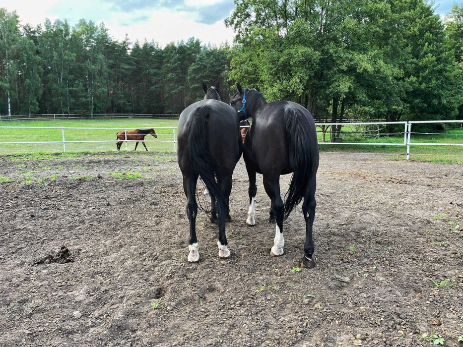 Kare wałachy po oldenburskim Grand Master