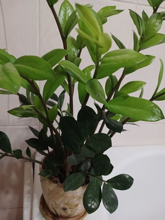 Замиокулькас денежное дерево