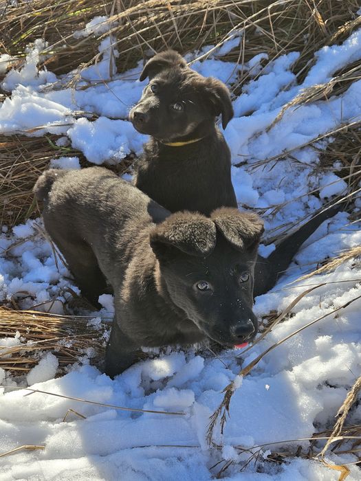 Віддам в добрі руки