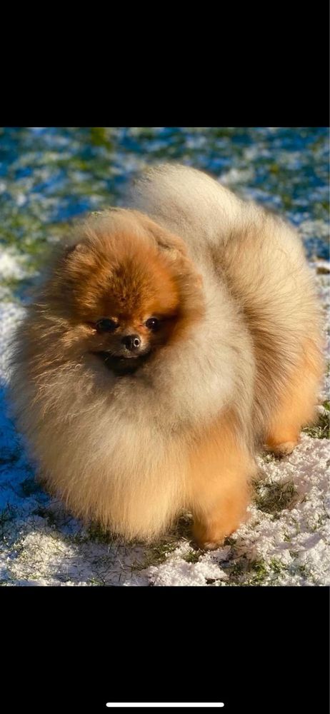 Szpic miniaturowy Pomeranian