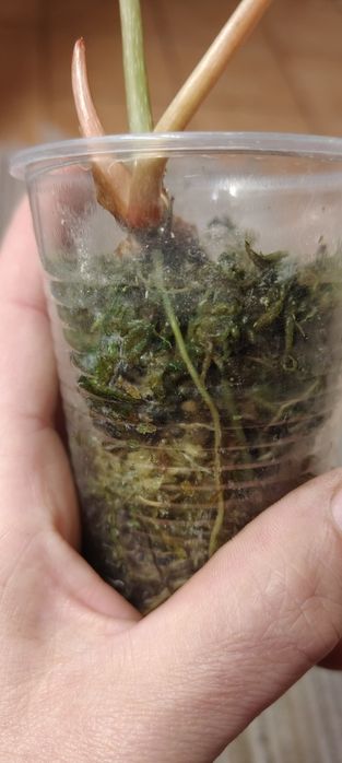 Philodendron Gloriosum Aurea Mint Variegated