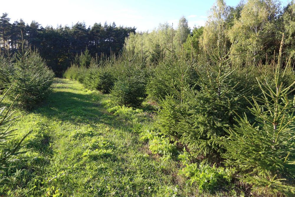 CHOINK świerka pospolitego