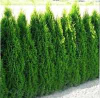 Tuja Szmaragd Thuja Smaragd 60/80cm w donicy