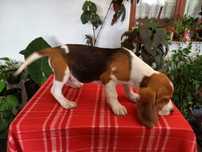 Beagle Tricolor com Vacinas