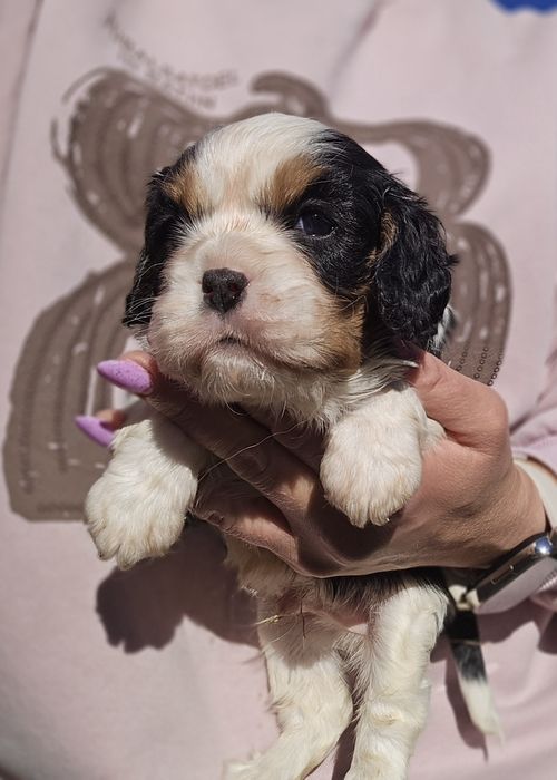 Cavalier piesek Tricolor