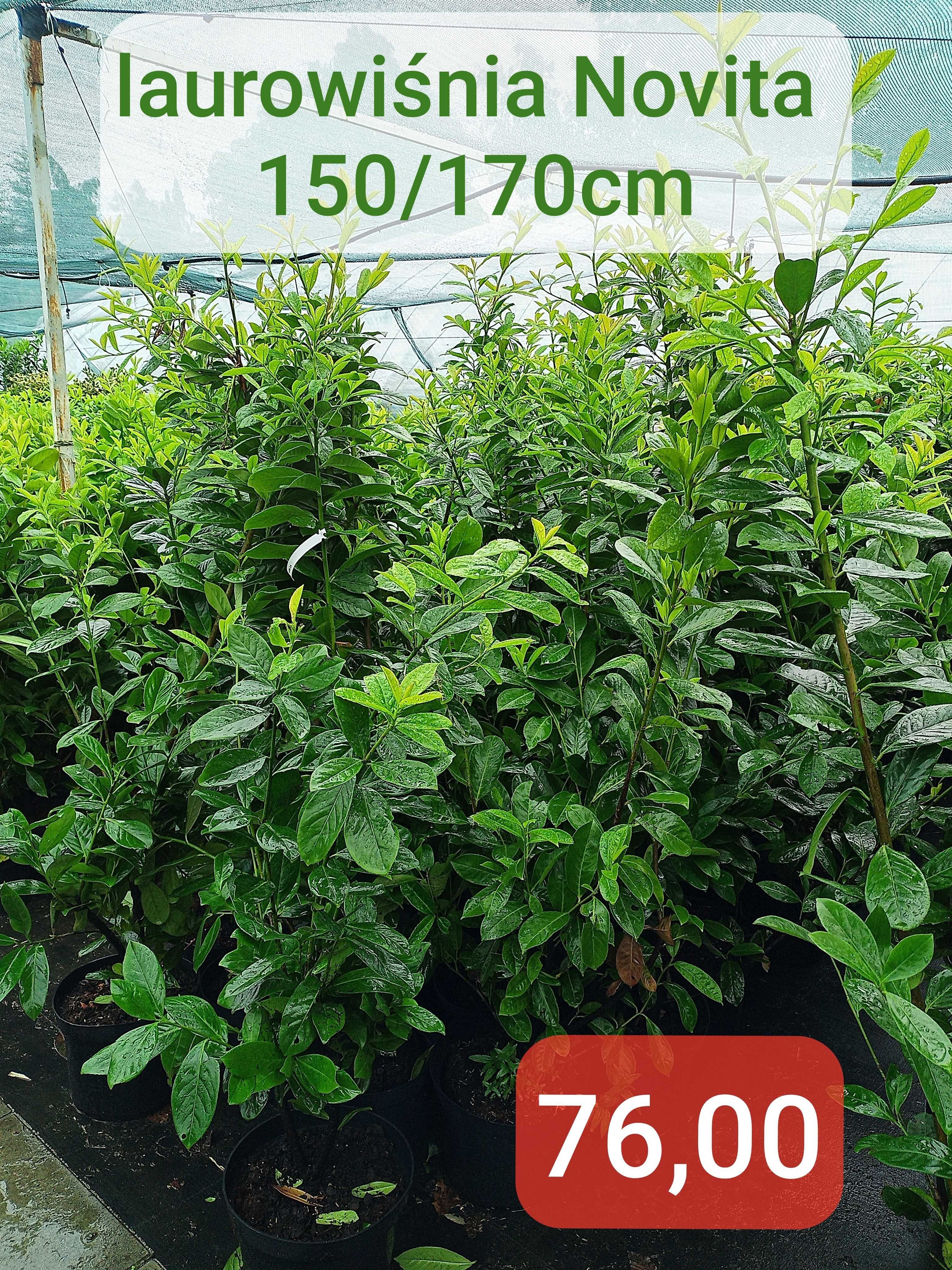 klon czerwony Somerset Acer rubrum