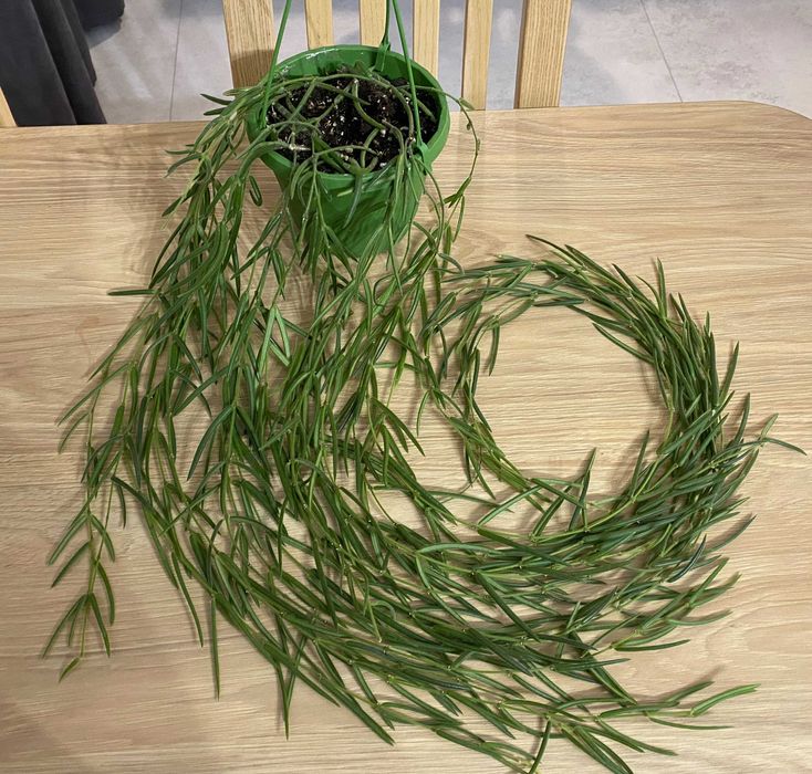 Hoya linearis ze zdjęcia, ok. 110-120