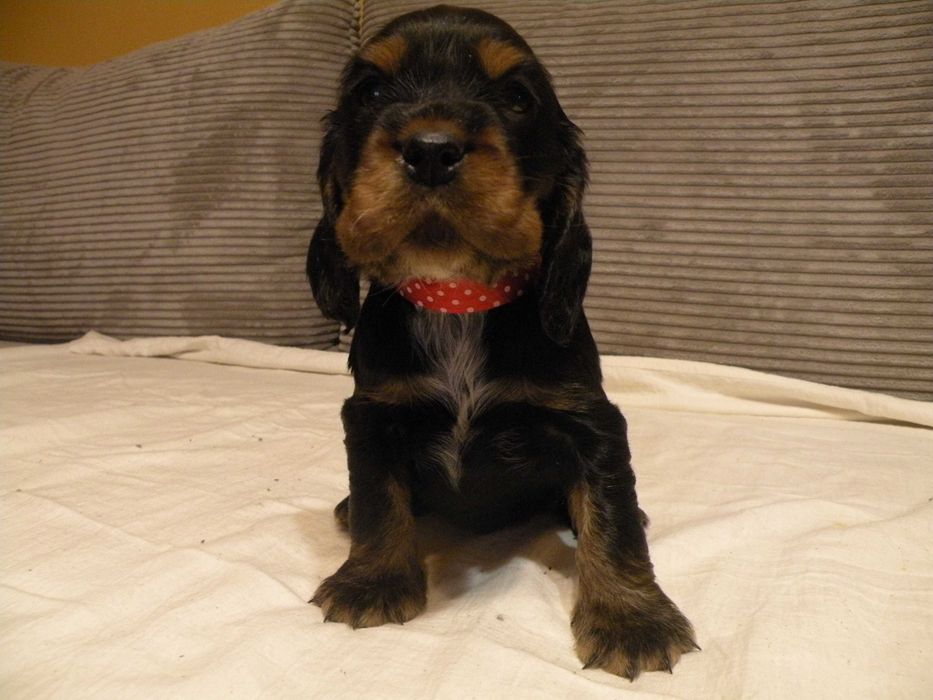 cocker spaniel angielski piesek