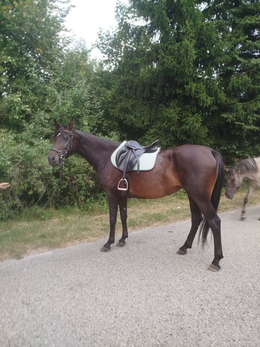 Klacz mlp idealna w teren, rajdy