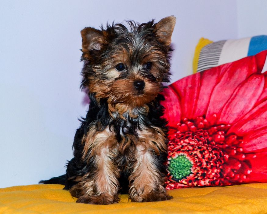 Yorkshire Terrier szczenię ZHPR śliczna mini.