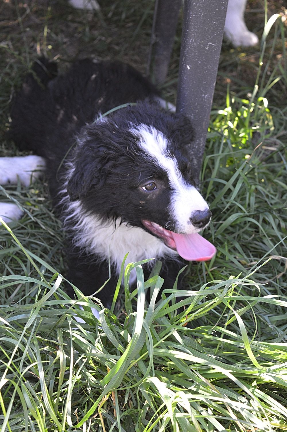 Piesek Border Collie