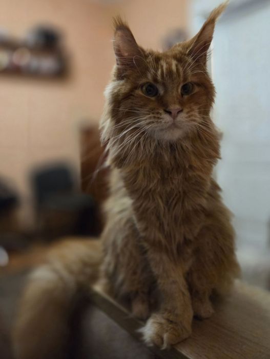 Рыжая девочка мейн-кун