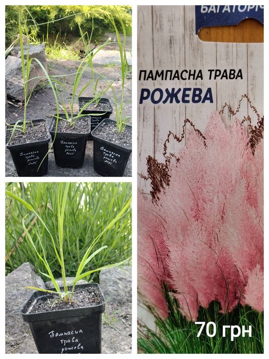 Едельвейс, гіпсофіла, деревій, кортадерія однорічні