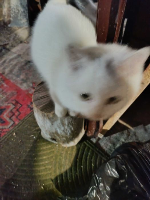 В добрые руки ,подкинули котенка 3-4 месяца,скоро зима а ему нужен дом