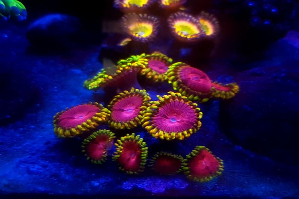 Zoanthus  Fake Lime Chilli . Zoa . Koralowiec . Akwarium morskie